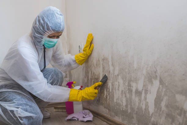 Best Affordable Mold Removal  in Mason, MI