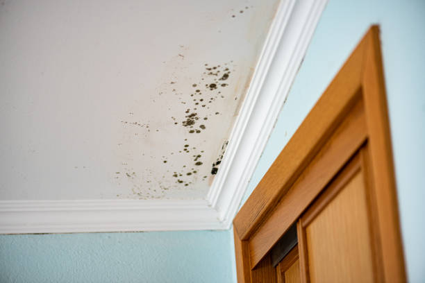 Best Mold Damage Repair  in Mason, MI