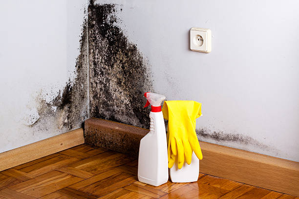 Best Mold Testing  in Mason, MI