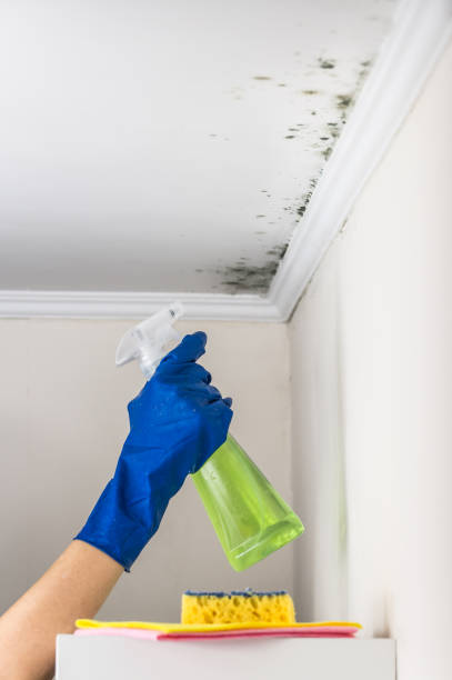 Best Local Mold Removal Service  in Mason, MI